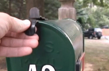 cute kitten in the mail